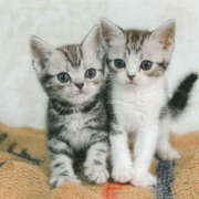 ヒメ日記 2025/10/14 15:51 投稿 まみちゃん ちょい！ぽちゃロリ倶楽部Hip's馬橋店