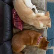 ヒメ日記 2024/12/14 20:03 投稿 神凪　カレン Amateras～アマテラス～