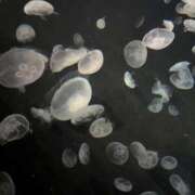 ヒメ日記 2025/03/29 07:26 投稿 神凪　カレン Amateras～アマテラス～