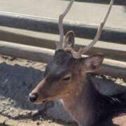 ヒメ日記 2025/02/28 11:15 投稿 春乃なの 全裸の極みorドッキング痴漢電車