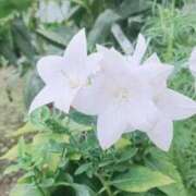 ヒメ日記 2025/10/07 05:29 投稿 あやせ ぽっちゃりデリヘル倶楽部