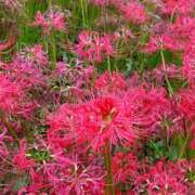 ヒメ日記 2025/10/07 18:51 投稿 るる 久喜鷲宮ちゃんこ