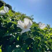 なつ 💖☀️青空☀️💖 大高・大府市・東海市ちゃんこ