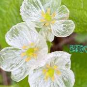 ヒメ日記 2025/01/13 01:51 投稿 板野とも 禁断のメンズエステR-18堺・南大阪店