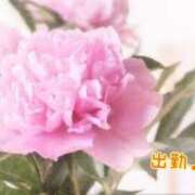 ヒメ日記 2025/02/10 14:33 投稿 板野とも 禁断のメンズエステR-18堺・南大阪店