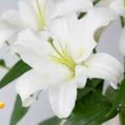 ヒメ日記 2025/02/13 23:42 投稿 板野とも 禁断のメンズエステR-18堺・南大阪店