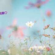 ヒメ日記 2025/04/04 17:12 投稿 板野とも 禁断のメンズエステR-18堺・南大阪店