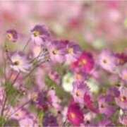 ヒメ日記 2025/05/03 17:34 投稿 板野とも 禁断のメンズエステR-18堺・南大阪店