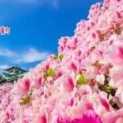 ヒメ日記 2025/05/24 19:04 投稿 板野とも 禁断のメンズエステR-18堺・南大阪店