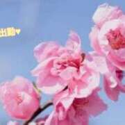 ヒメ日記 2025/06/15 13:04 投稿 板野とも 禁断のメンズエステR-18堺・南大阪店