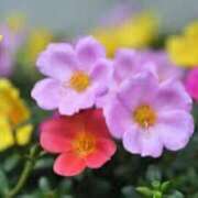 ヒメ日記 2025/06/20 21:04 投稿 板野とも 禁断のメンズエステR-18堺・南大阪店