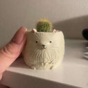 ヒメ日記 2025/11/20 21:18 投稿 こよい クラブハート