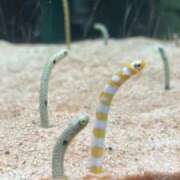 ヒメ日記 2025/05/06 23:15 投稿 みかど 奴隷コレクション