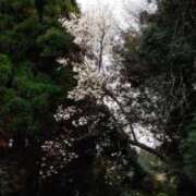 ヒメ日記 2026/03/22 13:55 投稿 なつこ 宮崎ちゃんこ都城店