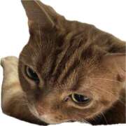 ヒメ日記 2025/02/11 02:59 投稿 内海 MadameRest(マダムレスト)