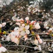 ヒメ日記 2025/04/06 16:16 投稿 内海 MadameRest(マダムレスト)