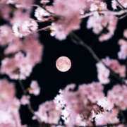 ヒメ日記 2025/04/15 08:36 投稿 内海 MadameRest(マダムレスト)