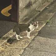 ヒメ日記 2025/08/17 03:09 投稿 内海 MadameRest(マダムレスト)