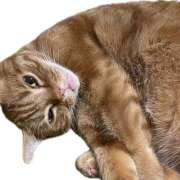 ヒメ日記 2025/11/06 08:31 投稿 内海 MadameRest(マダムレスト)