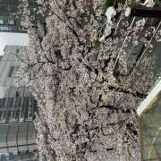 ヒメ日記 2026/04/02 10:46 投稿 内海 MadameRest(マダムレスト)