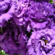 ヒメ日記 2024/12/26 10:21 投稿 まき 人妻小旅行