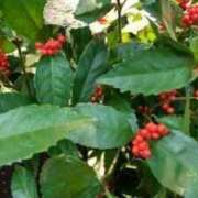 ヒメ日記 2024/12/26 18:36 投稿 まき 人妻小旅行