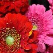 ヒメ日記 2024/12/26 20:00 投稿 まき 人妻小旅行