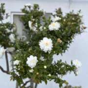 あやめ ごめんなさーい 厚木人妻城