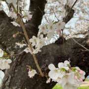 ヒメ日記 2025/04/03 17:41 投稿 ともか ファーストレディ(博多)