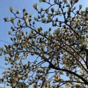 ヒメ日記 2026/03/07 10:02 投稿 高石（たかいし） 熟女の風俗最終章 名古屋店