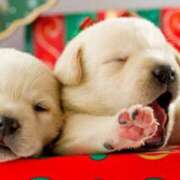 ヒメ日記 2025/11/12 09:16 投稿 青木まゆり ABC 岩手ソープ