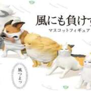 ヒメ日記 2026/04/12 11:31 投稿 青木まゆり ABC 岩手ソープ