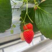 ヒメ日記 2025/04/01 15:46 投稿 川村かすみ ABC 岩手ソープ