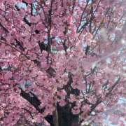 ヒメ日記 2025/04/22 08:01 投稿 川村かすみ ABC 岩手ソープ