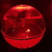 ヒメ日記 2026/02/05 22:16 投稿 川村かすみ ABC 岩手ソープ