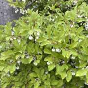 ヒメ日記 2026/04/10 08:01 投稿 川村かすみ ABC 岩手ソープ