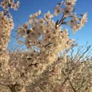 ヒメ日記 2026/04/16 08:16 投稿 川村かすみ ABC 岩手ソープ