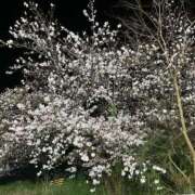 ヒメ日記 2025/04/10 12:52 投稿 のん マリン土浦本店