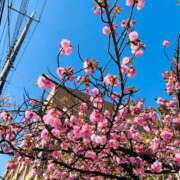 ヒメ日記 2025/04/15 22:07 投稿 夢乃【ゆめの】 丸妻 西船橋店