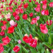 ヒメ日記 2025/06/17 09:09 投稿 あみ sweet kiss