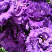 ヒメ日記 2024/12/26 13:03 投稿 まき 人妻小旅行～神奈川県央編