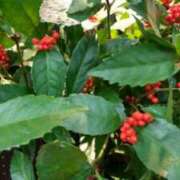 ヒメ日記 2024/12/26 18:26 投稿 まき 人妻小旅行～神奈川県央編