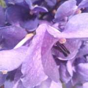 まき おはようございます 人妻小旅行～神奈川県央編