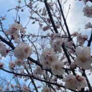 ヒメ日記 2025/04/23 09:41 投稿 中条あすか ハマヘル同好会（横浜ハレ系）