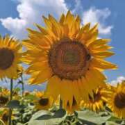 ヒメ日記 2025/07/29 09:44 投稿 月森美鈴 五十路マダム静岡店（カサブランカG）