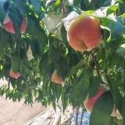 ヒメ日記 2025/09/16 13:30 投稿 月森美鈴 五十路マダム静岡店（カサブランカG）