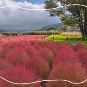 ヒメ日記 2025/10/09 13:16 投稿 月森美鈴 五十路マダム静岡店（カサブランカG）