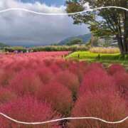 ヒメ日記 2025/12/23 13:30 投稿 月森美鈴 五十路マダム静岡店（カサブランカG）