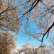 ヒメ日記 2025/04/15 11:18 投稿 はつね モアグループ熊谷人妻花壇