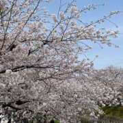 ヒメ日記 2025/04/08 16:41 投稿 りお 名古屋回春性感マッサージ倶楽部